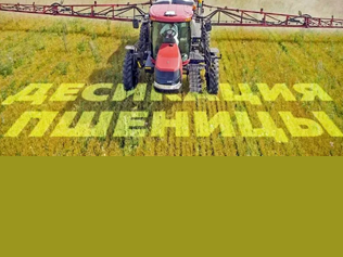 Десикация зерновых колосовых культур.